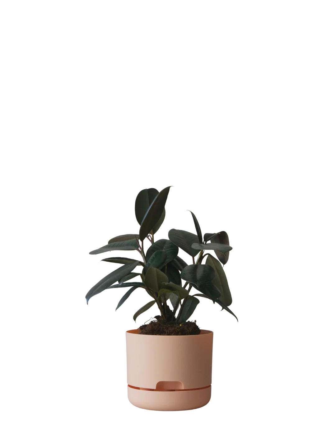 Mr Kitly Self Watering Pot 170MM - Image 9