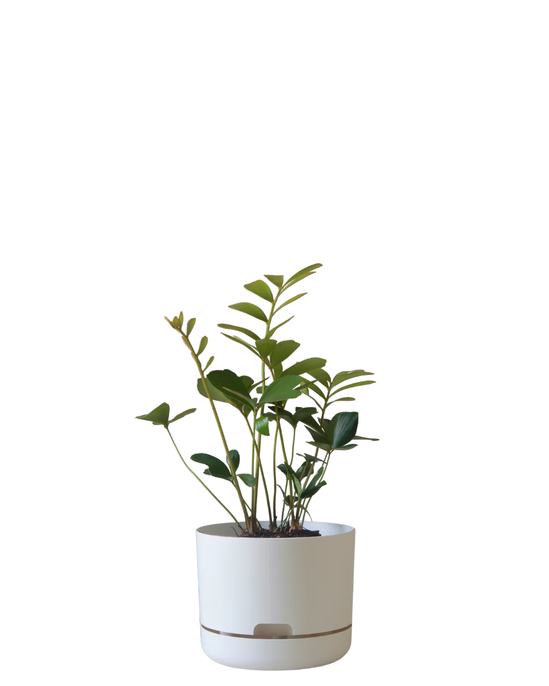 Eco-Plastic Pots