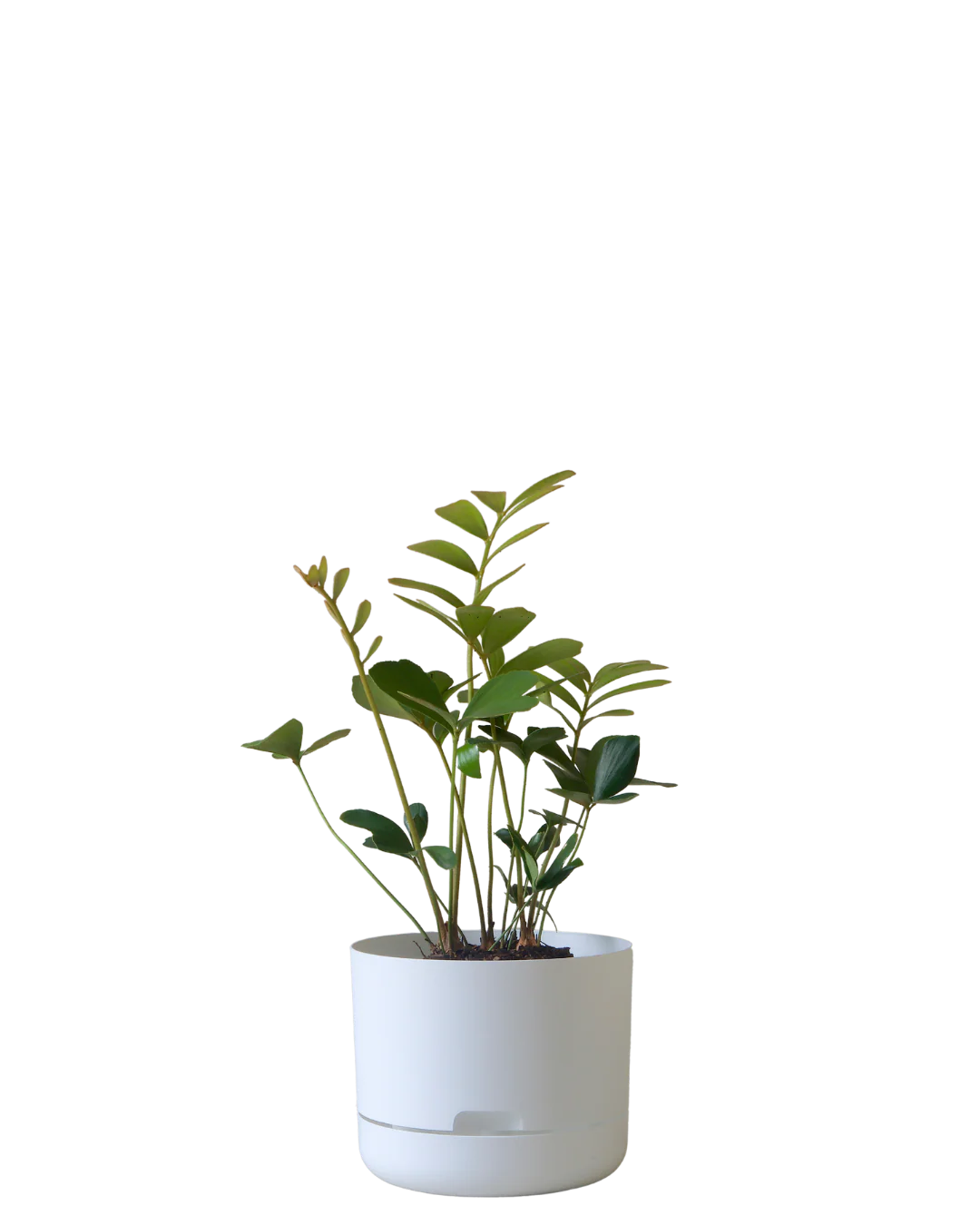 Mr Kitly Self Watering Pot 215MM - Image 2