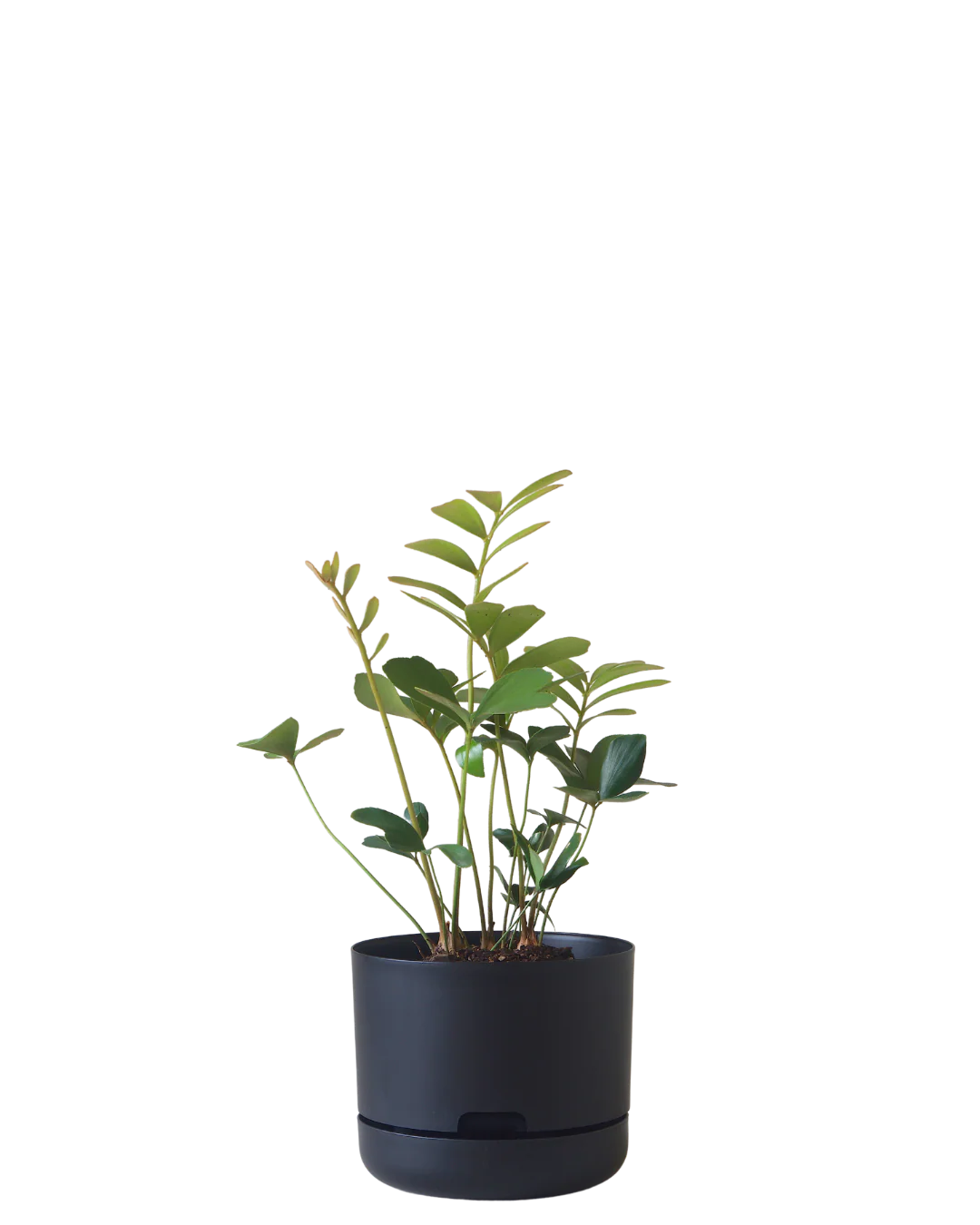 Mr Kitly Self Watering Pot 215MM - Image 3