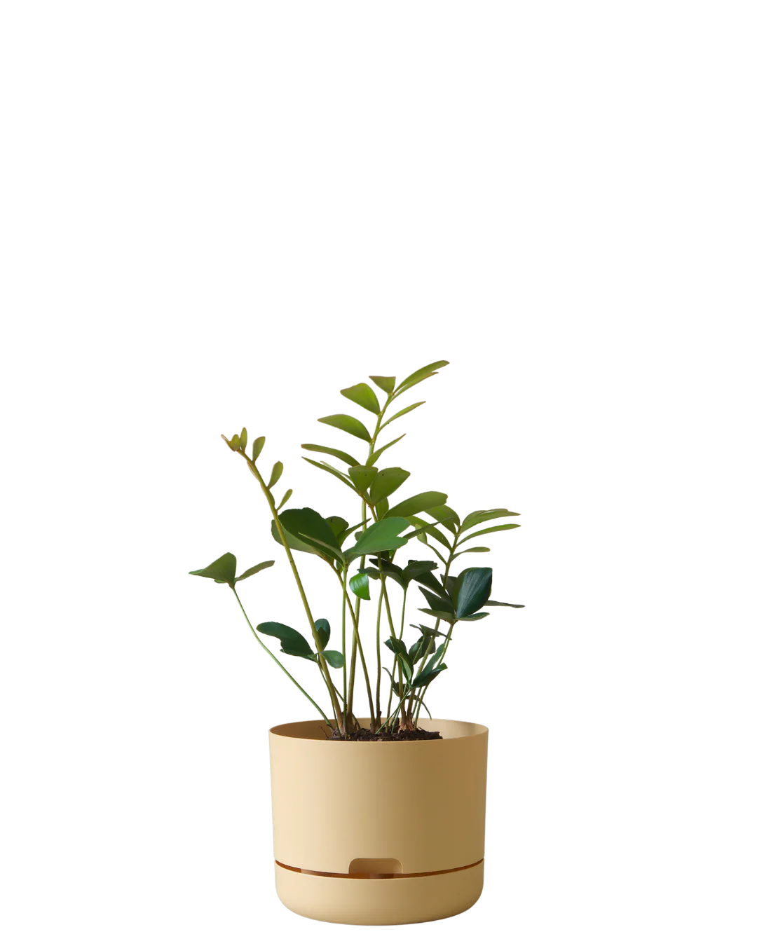 Mr Kitly Self Watering Pot 215MM - Image 4