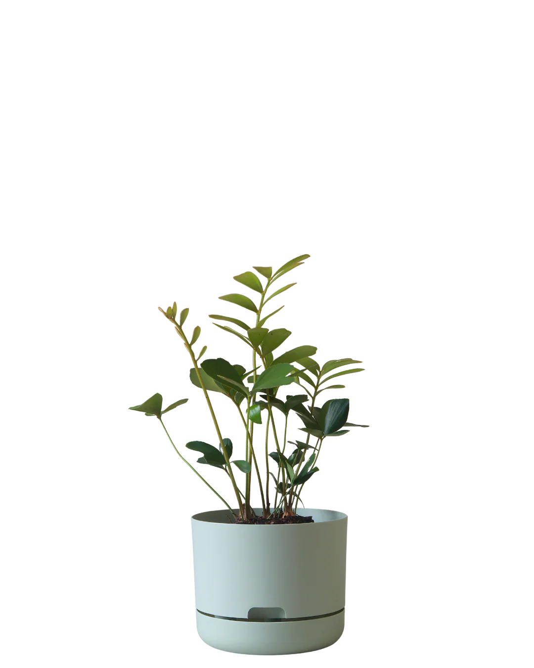 Mr Kitly Self Watering Pot 215MM - Image 5