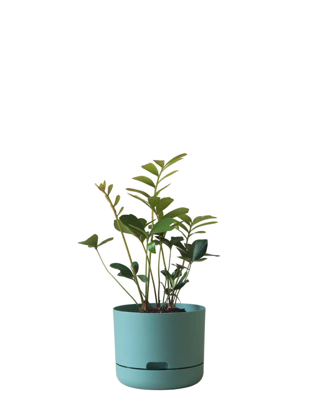 Mr Kitly Self Watering Pot 215MM - Image 6