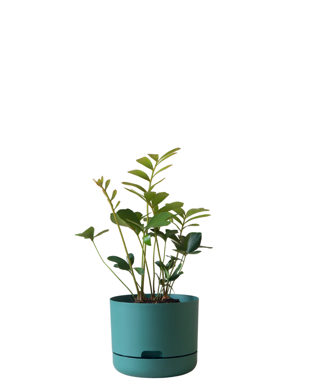 Mr Kitly Self Watering Pot 215MM - Image 7
