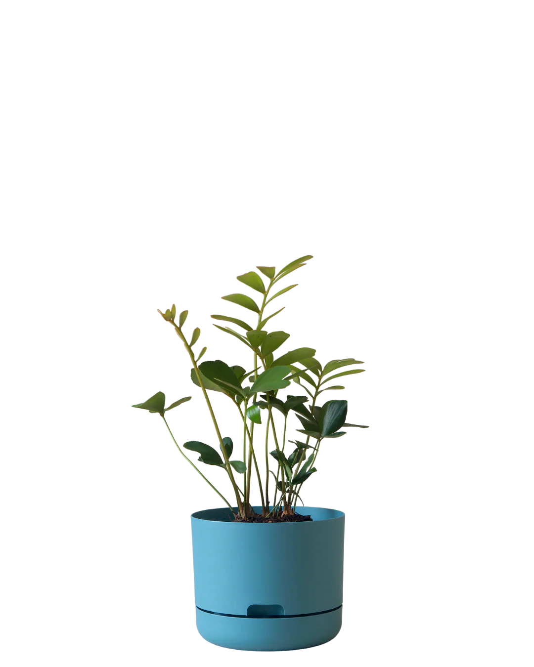 Mr Kitly Self Watering Pot 215MM - Image 8