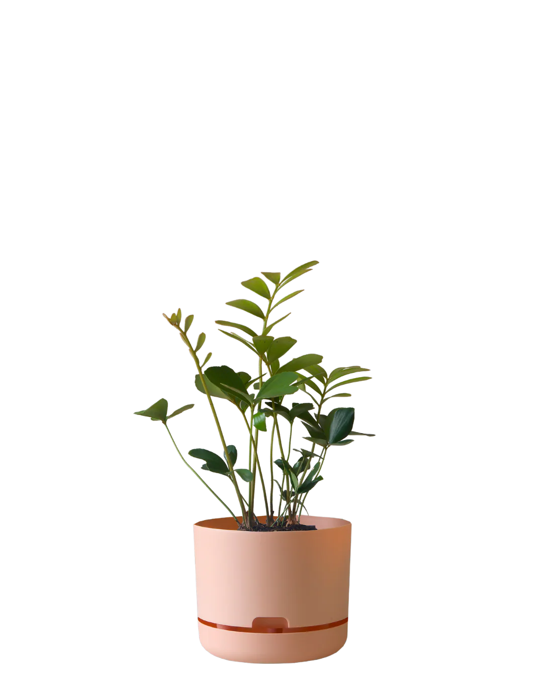 Mr Kitly Self Watering Pot 215MM - Image 9