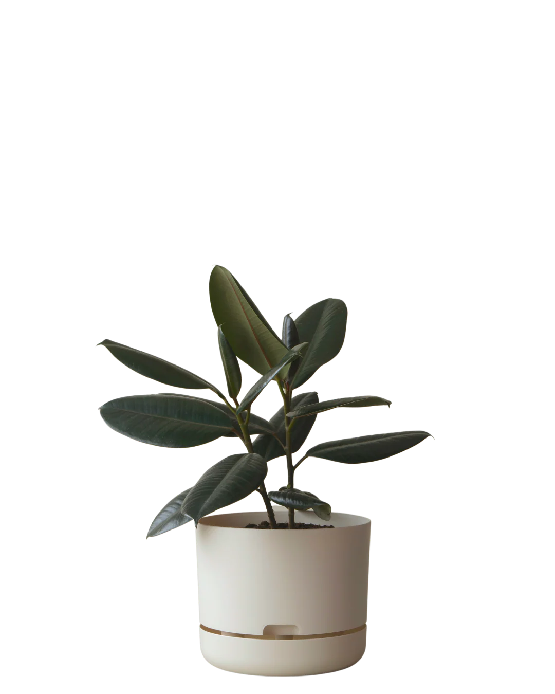 Mr Kitly Self Watering Pot 250MM