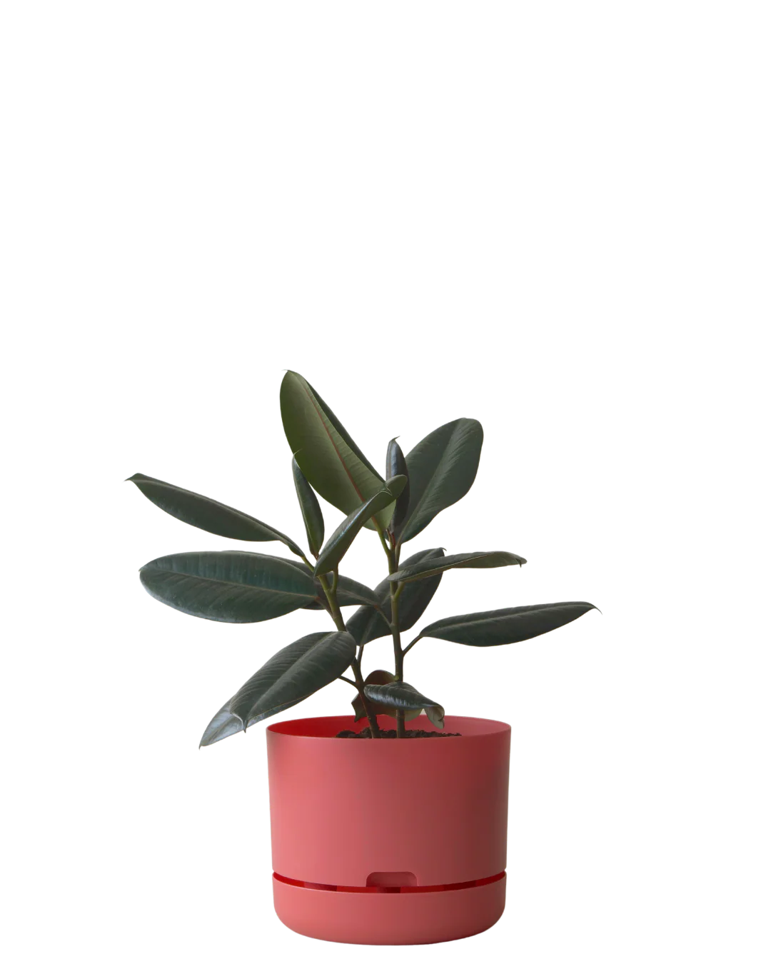Mr Kitly Self Watering Pot 250MM - Image 10