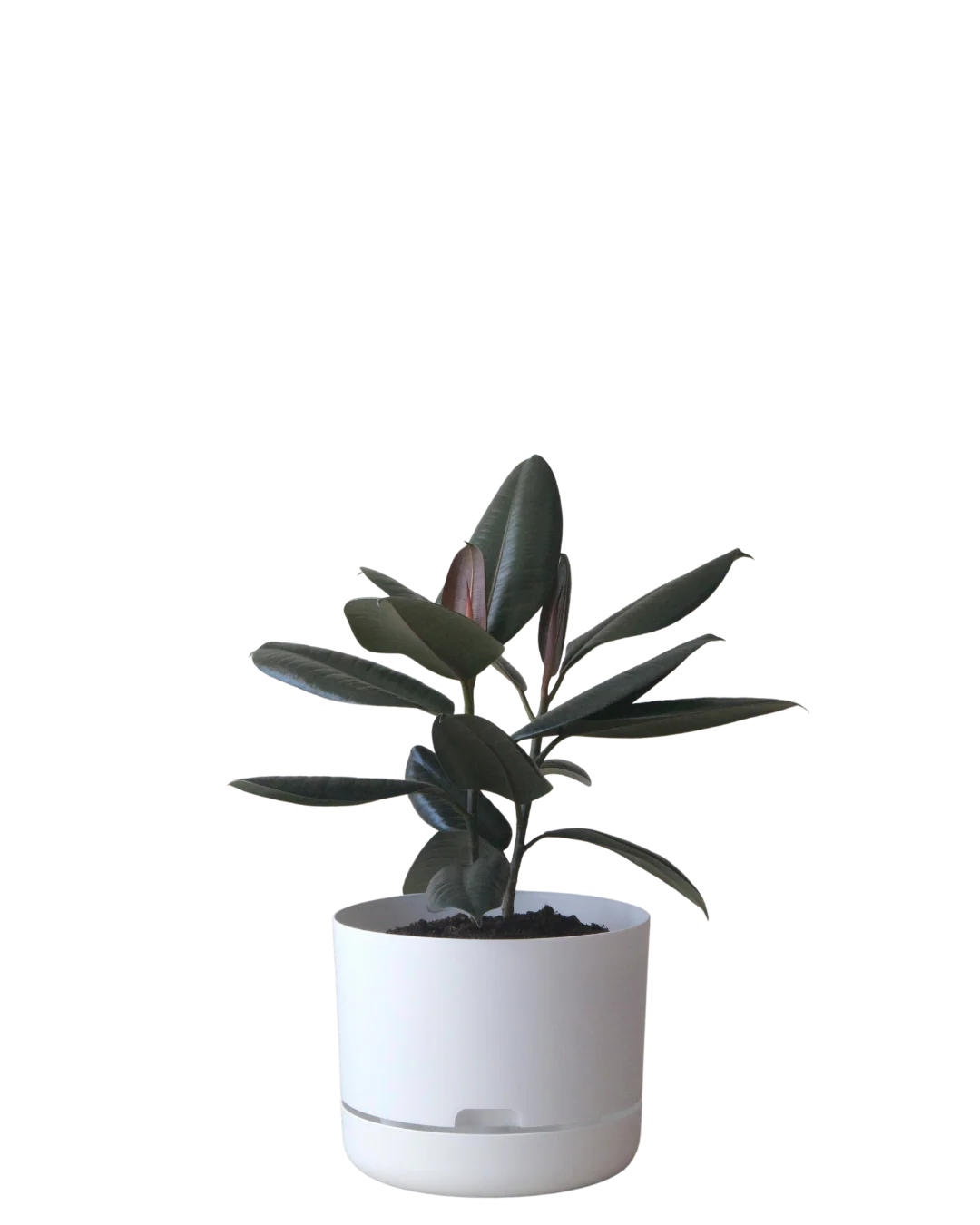 Mr Kitly Self Watering Pot 250MM - Image 2