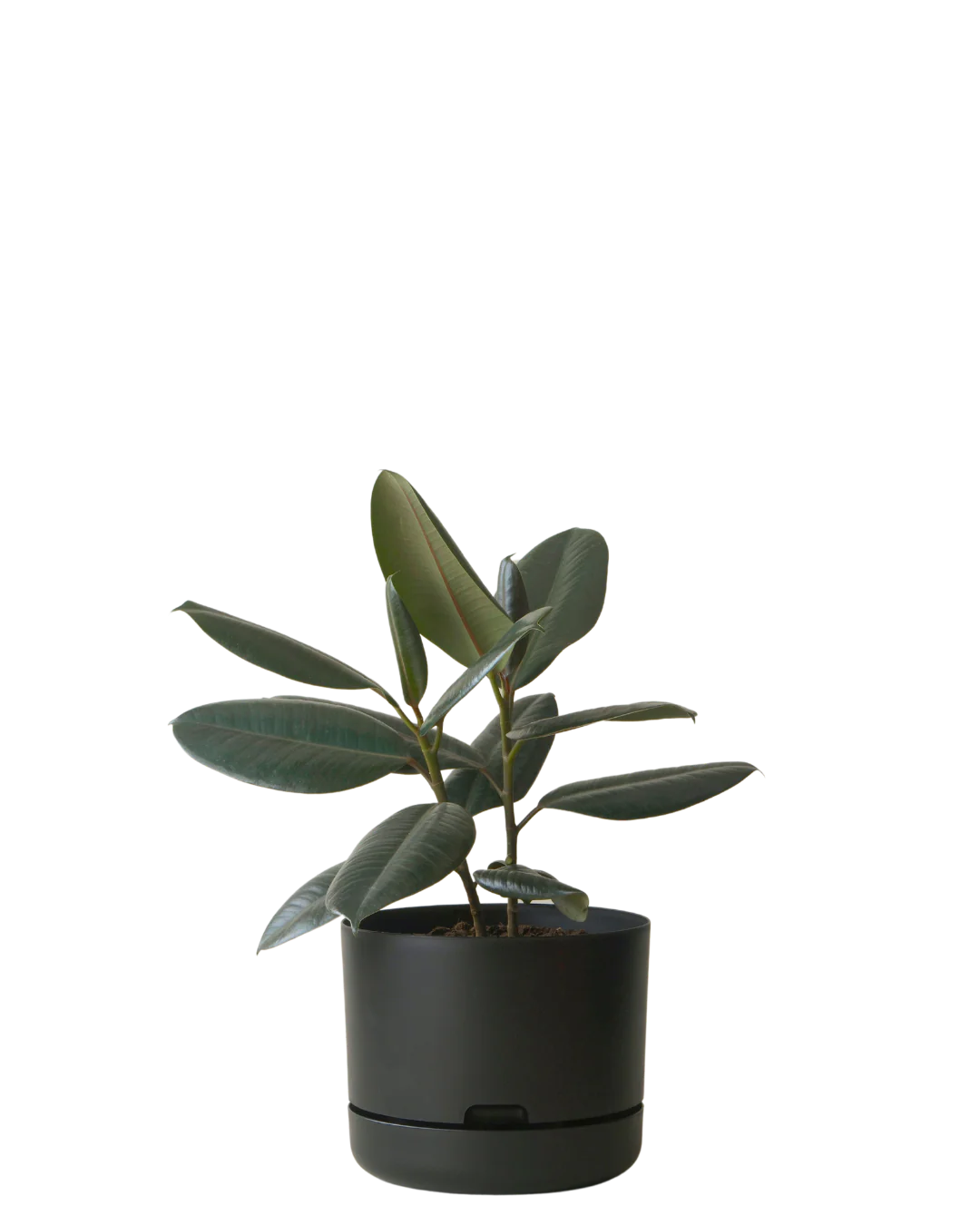 Mr Kitly Self Watering Pot 250MM - Image 3