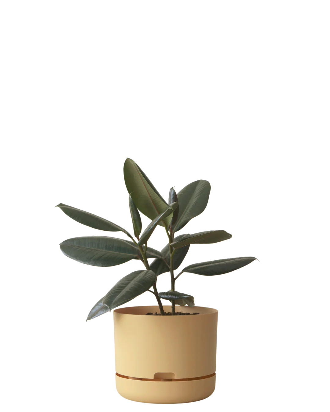 Mr Kitly Self Watering Pot 250MM - Image 4