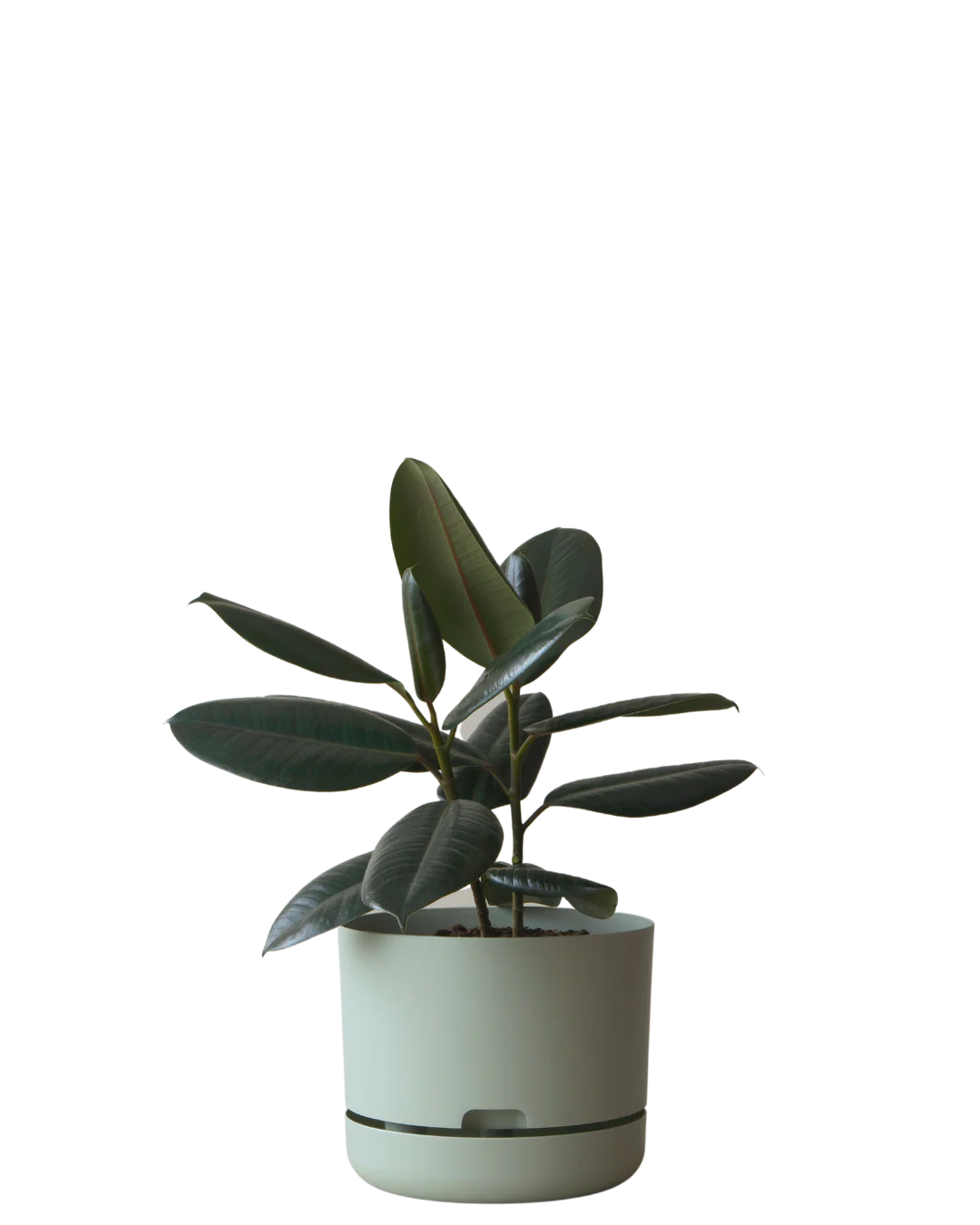 Mr Kitly Self Watering Pot 250MM - Image 5