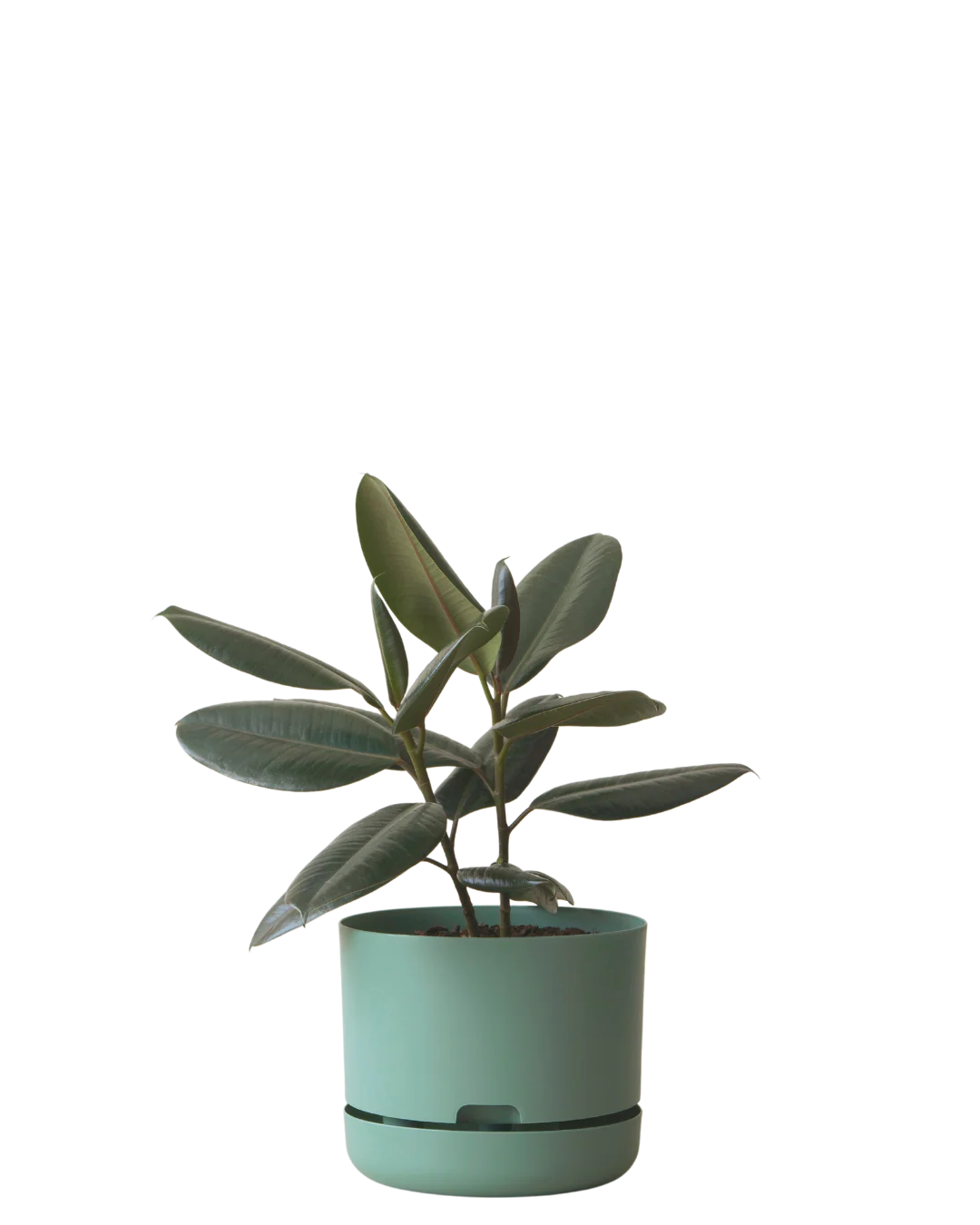 Mr Kitly Self Watering Pot 250MM - Image 6