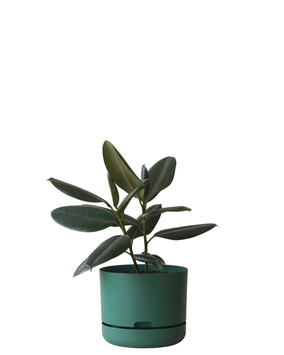 Mr Kitly Self Watering Pot 250MM - Image 7