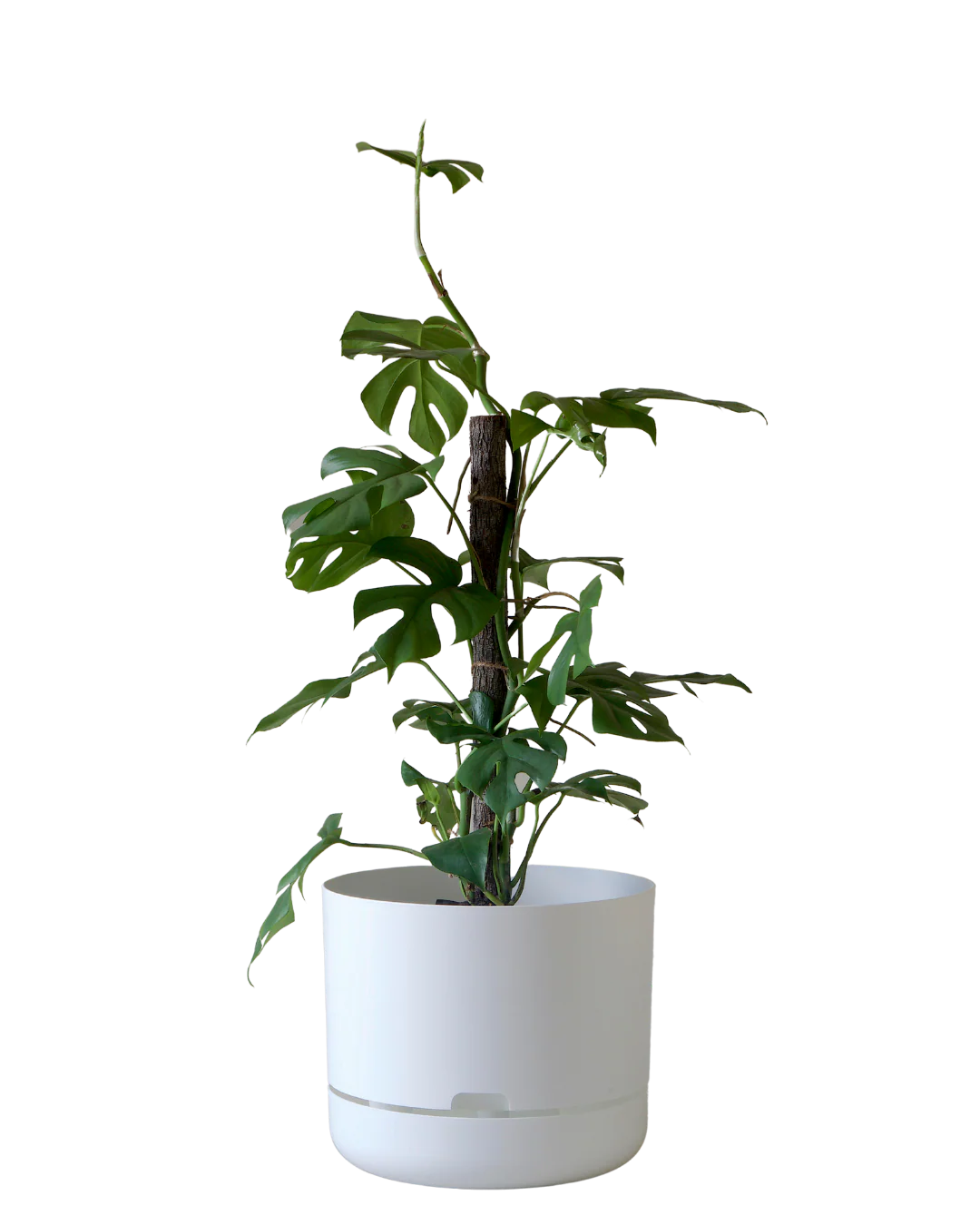Mr Kitly Self Watering Pot 300MM - Image 2