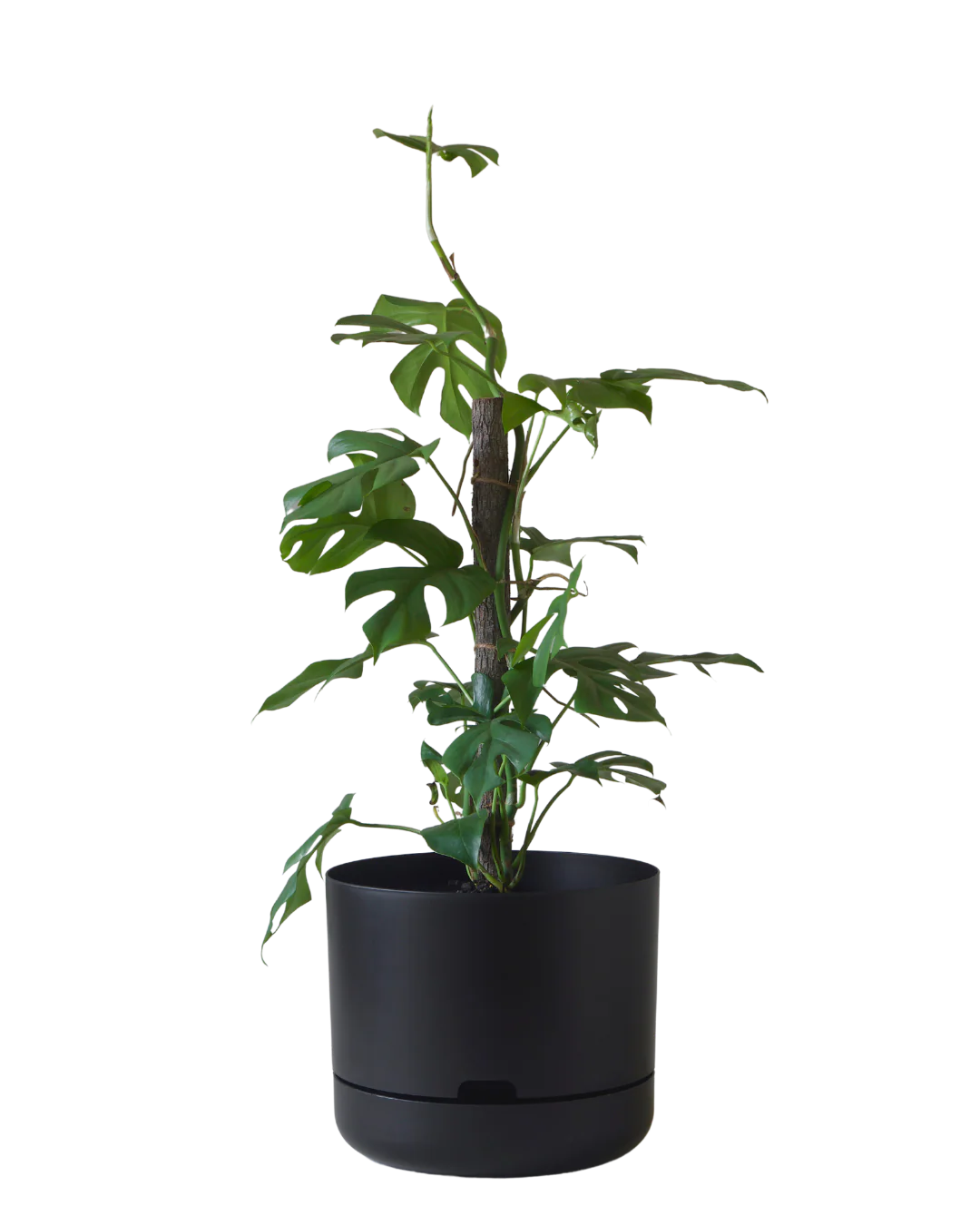 Mr Kitly Self Watering Pot 300MM - Image 3