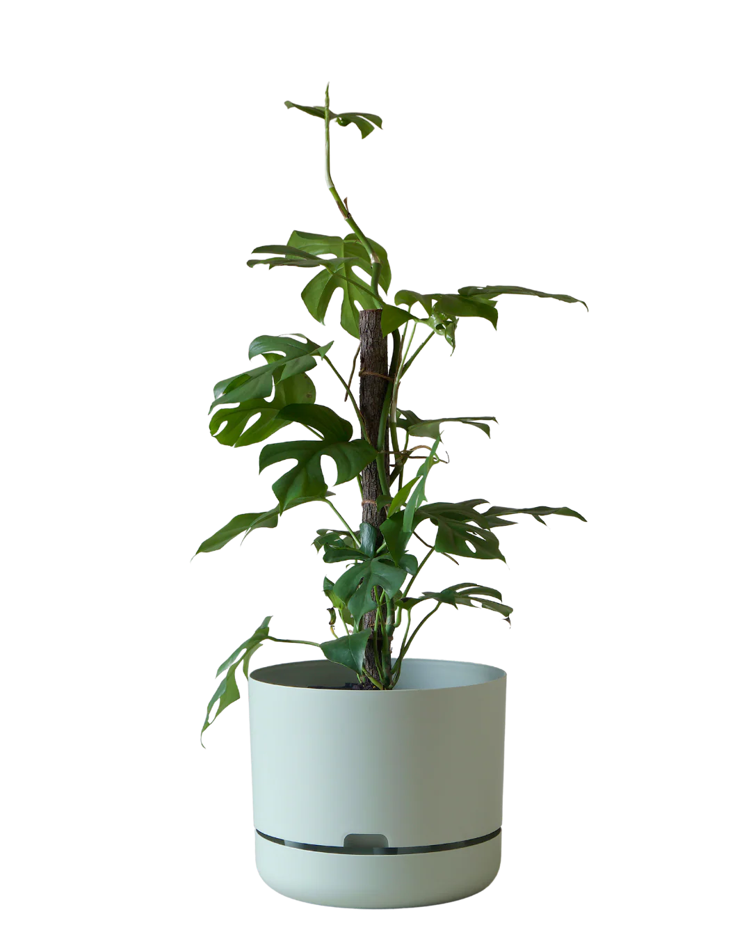 Mr Kitly Self Watering Pot 300MM - Image 4