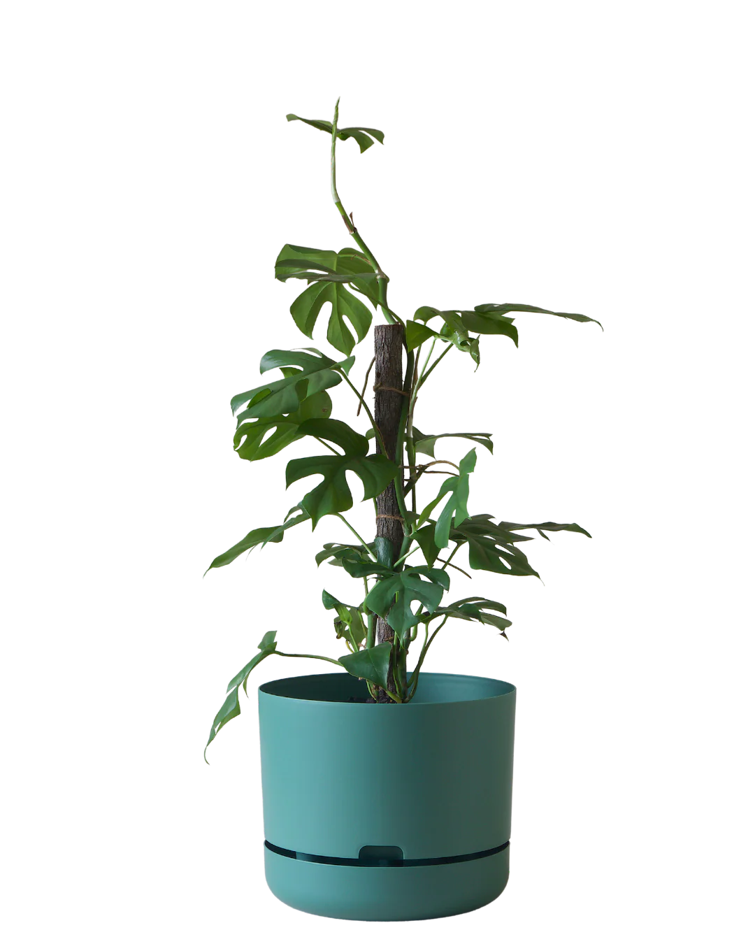 Mr Kitly Self Watering Pot 300MM - Image 5