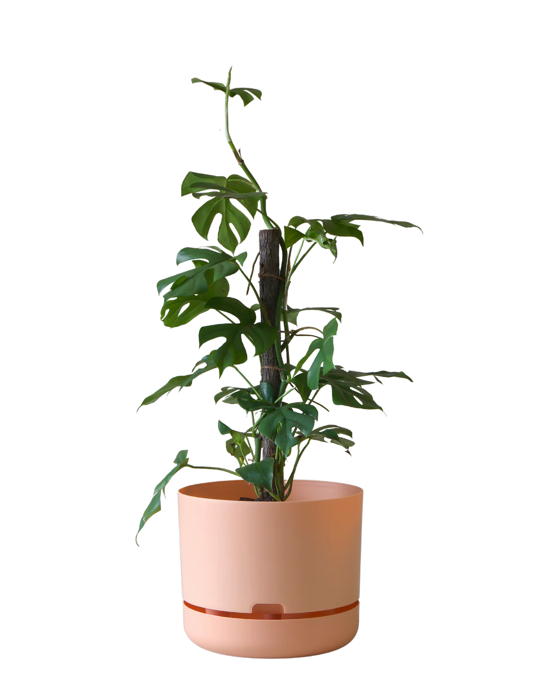 Mr Kitly Self Watering Pot 300MM - Image 6