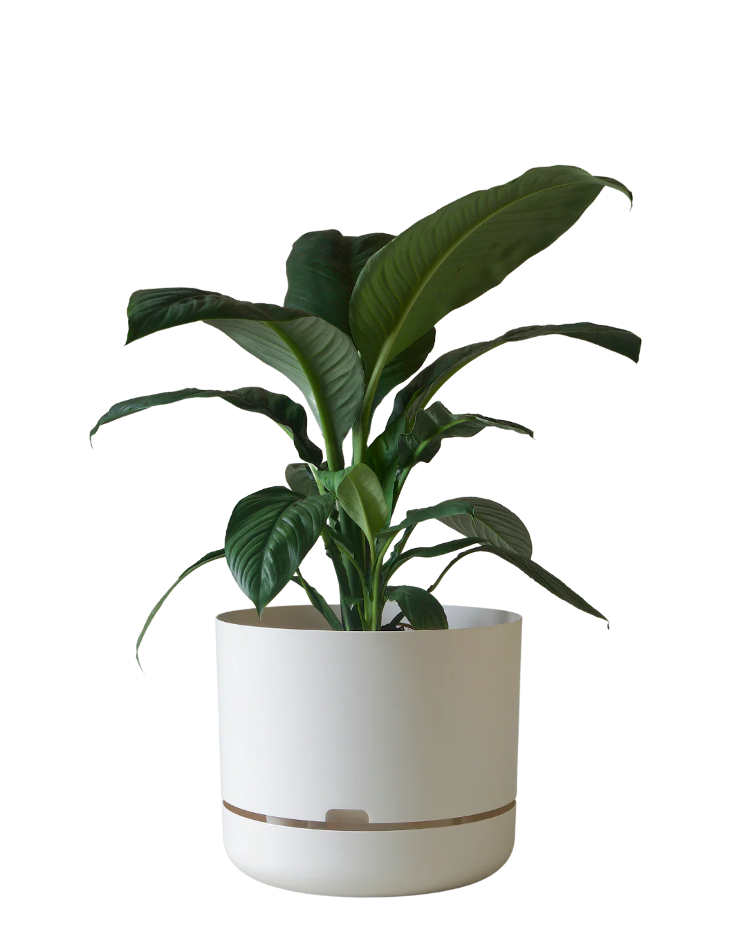 Mr Kitly Self Watering Pot 375MM