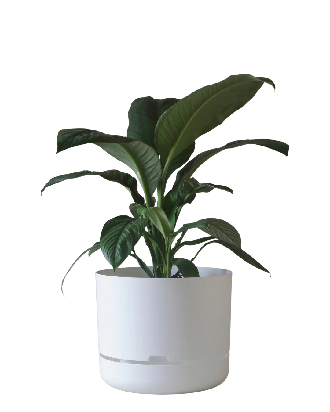 Mr Kitly Self Watering Pot 375MM - Image 2