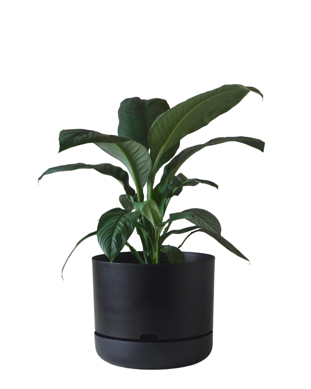 Mr Kitly Self Watering Pot 375MM - Image 3