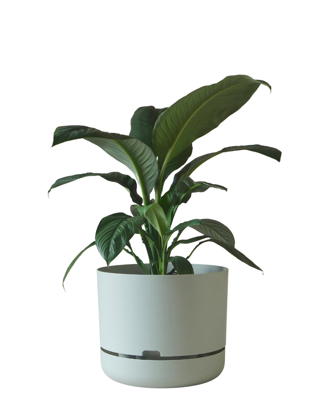 Mr Kitly Self Watering Pot 375MM - Image 4