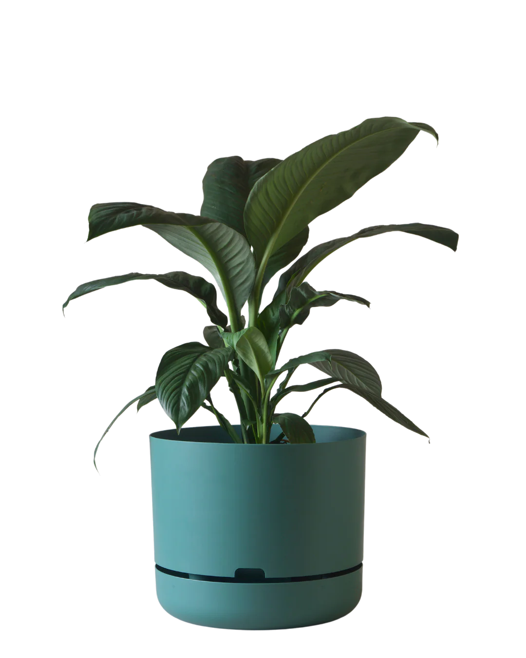 Mr Kitly Self Watering Pot 375MM - Image 5