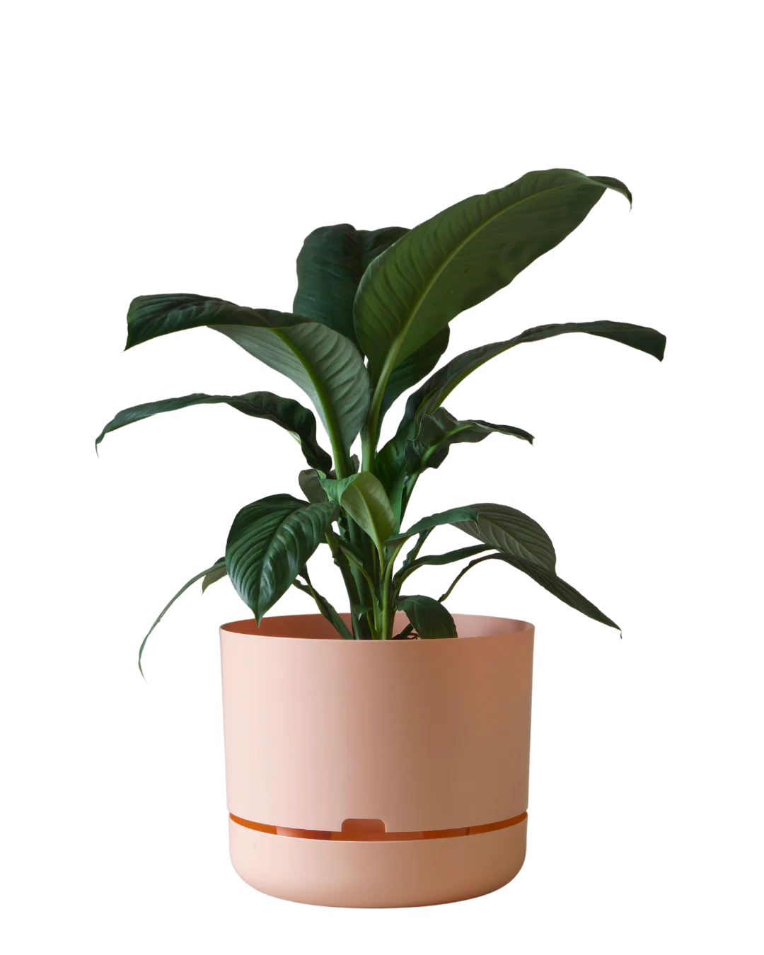 Mr Kitly Self Watering Pot 375MM - Image 6