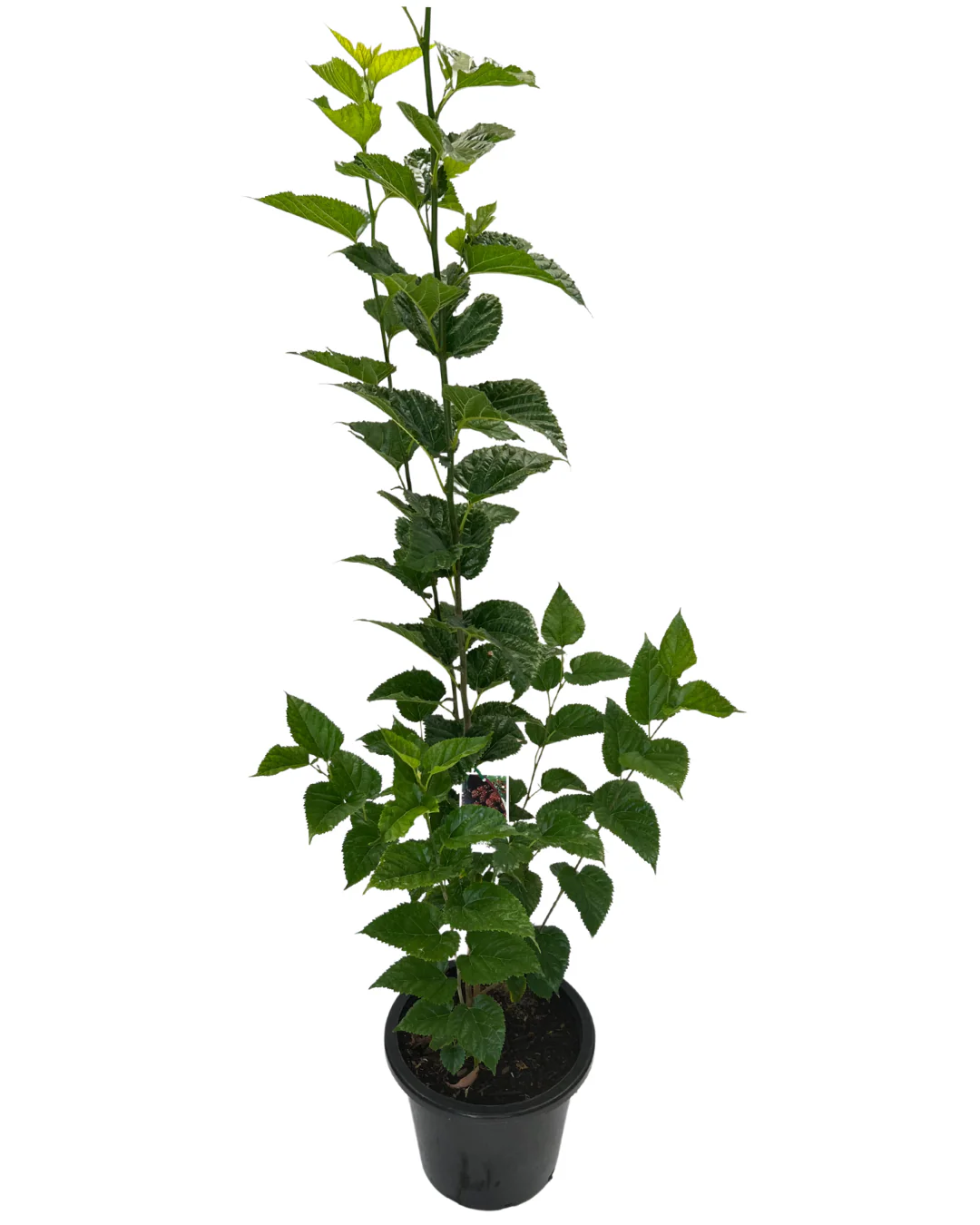 Mulberry Majestic Dwarf - Image 2