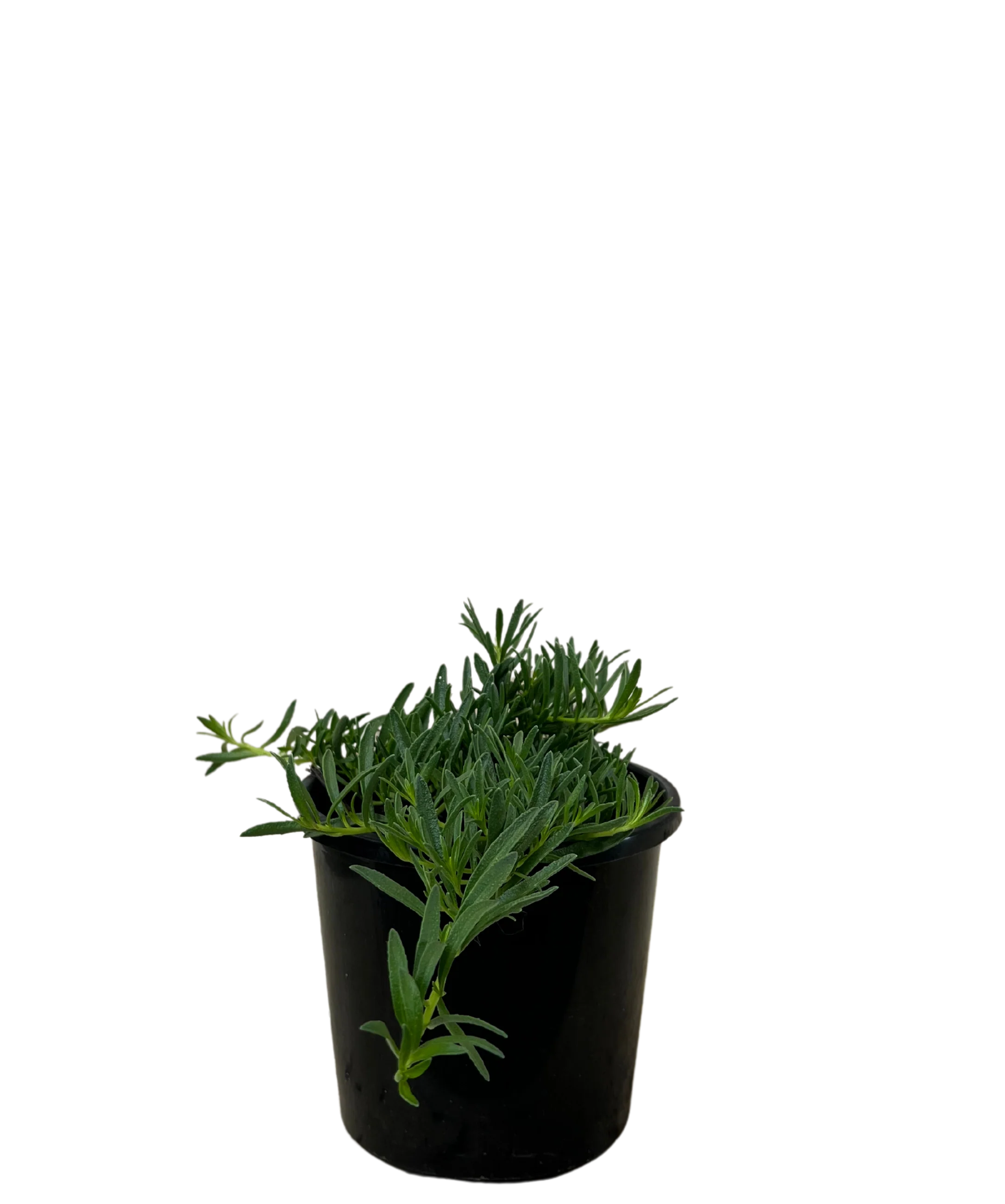Myoporum Broad Leaf