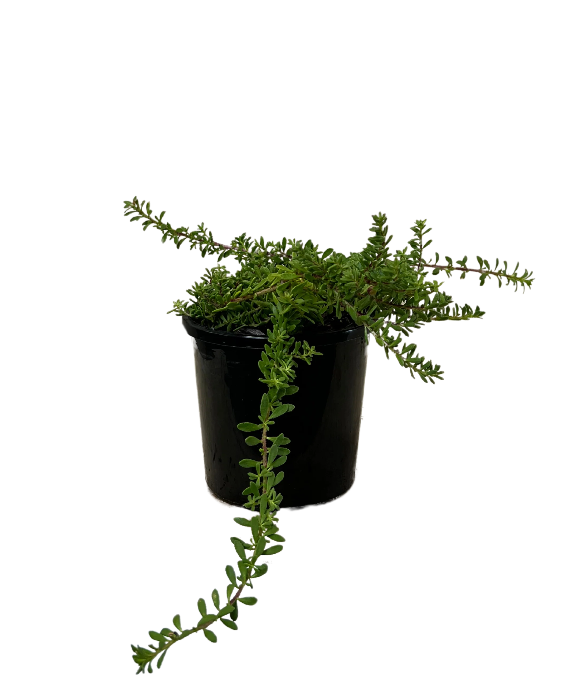 Myoporum Parvifolium