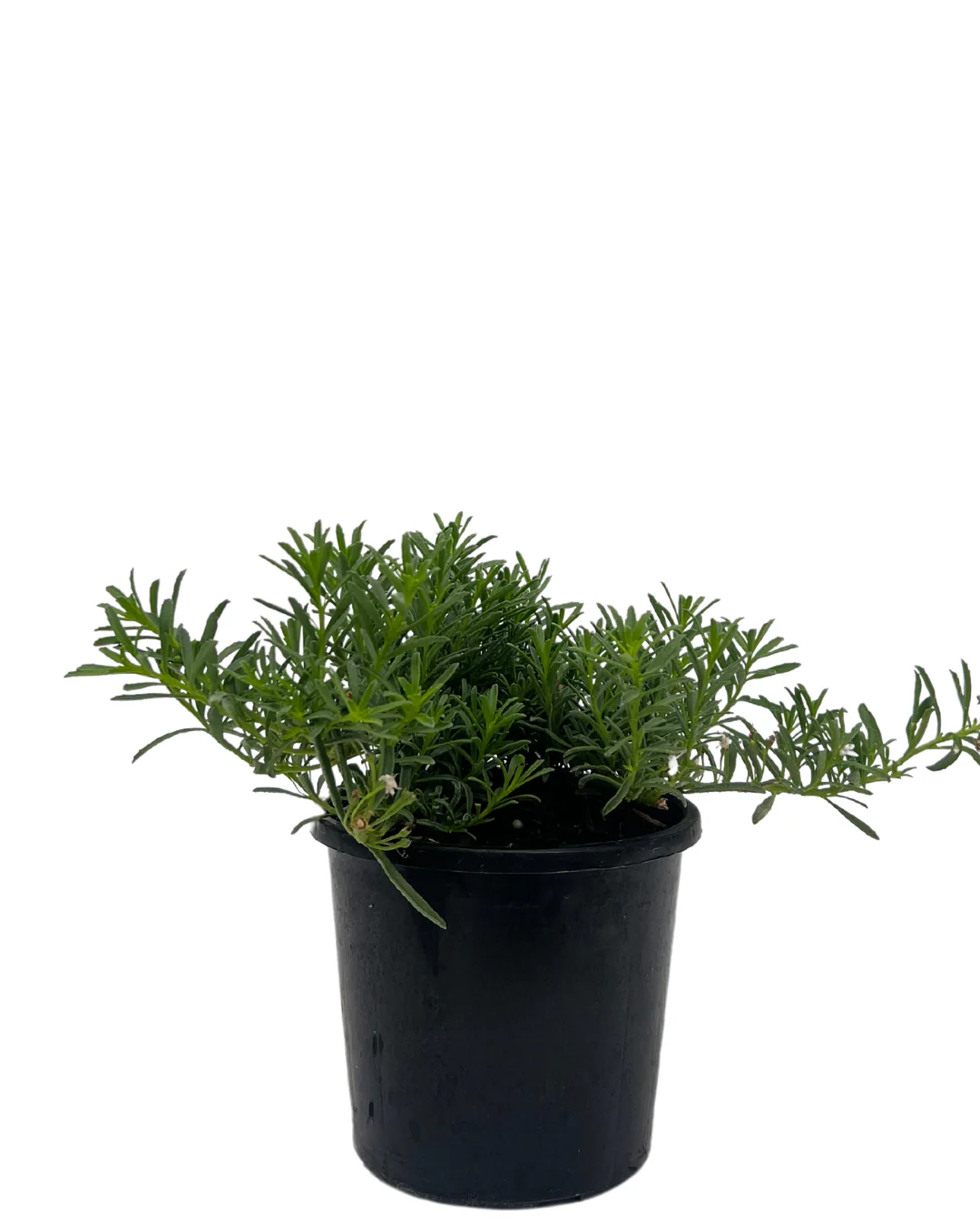 Myoporum Yareena