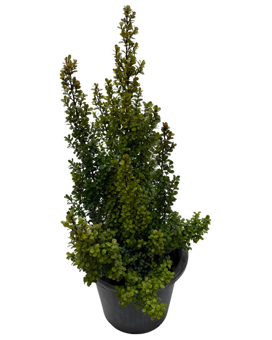 Myrsine Africana - Image 2