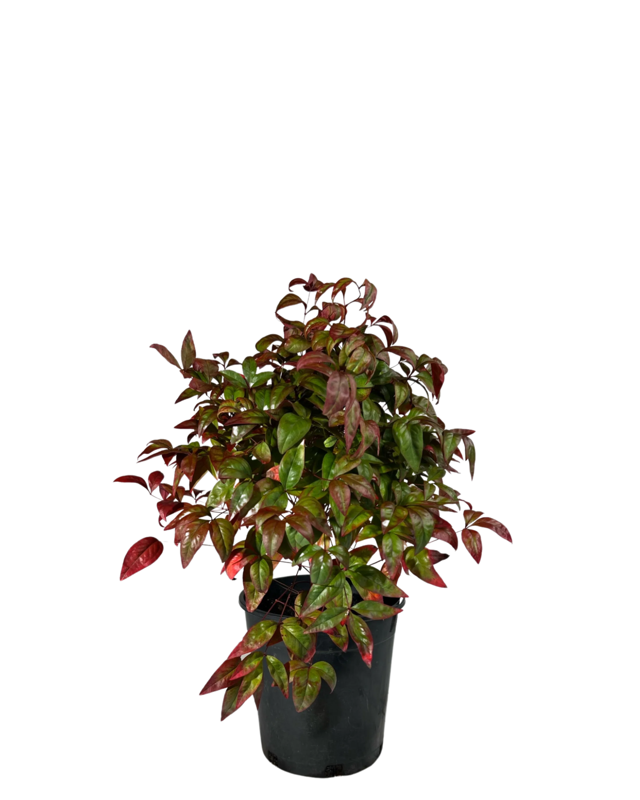 Nandina Blush
