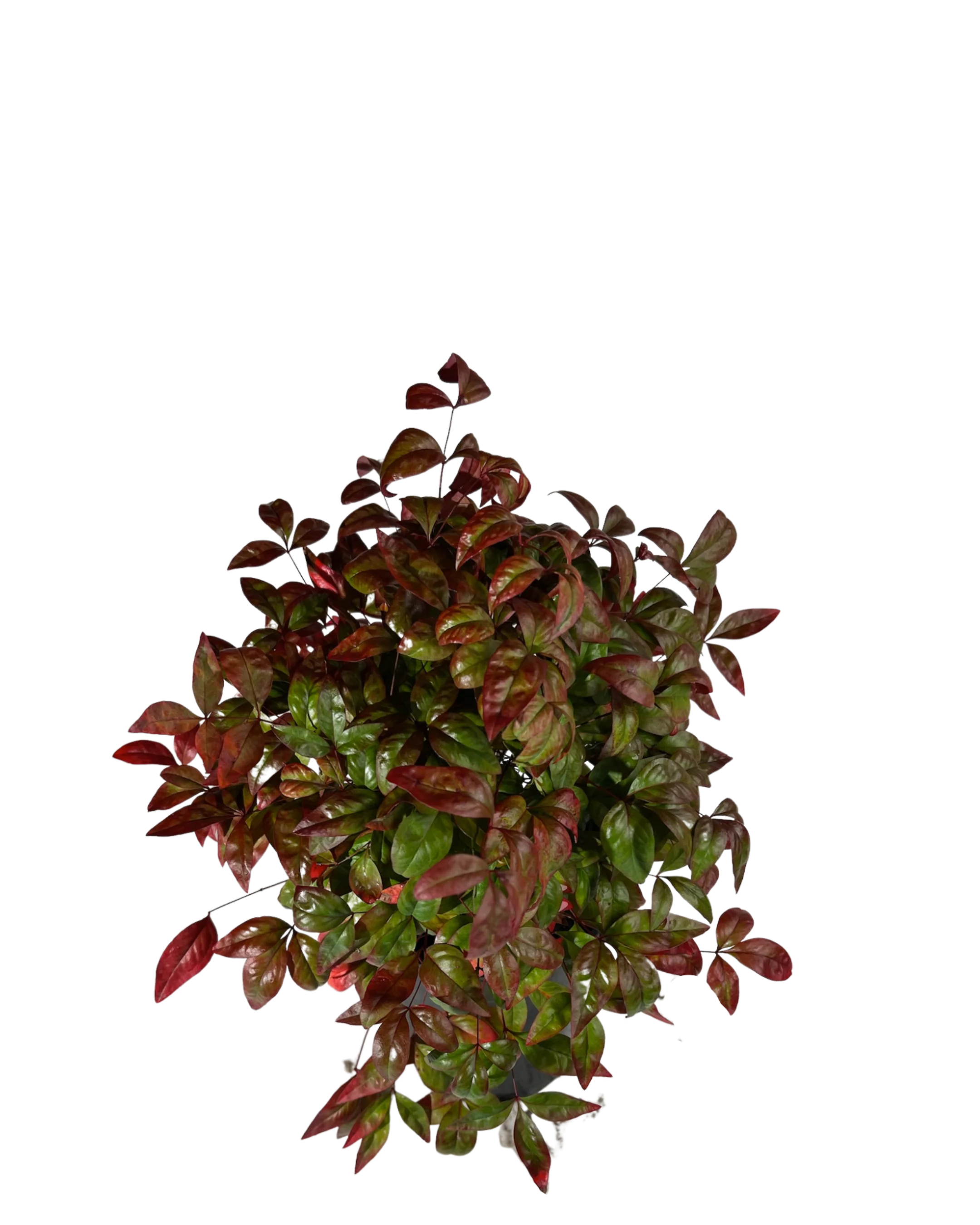 Nandina Blush - Image 2