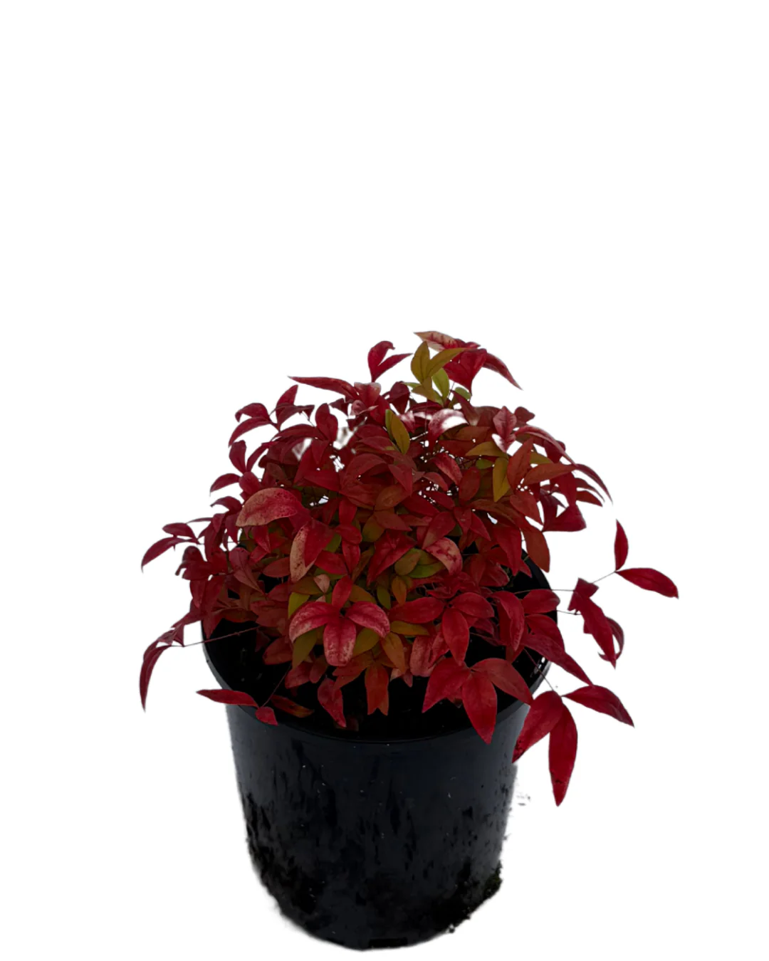 Nandina Domestica Nana - Image 2