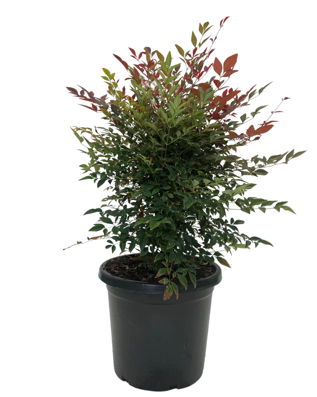 Nandina Domestica Obsession