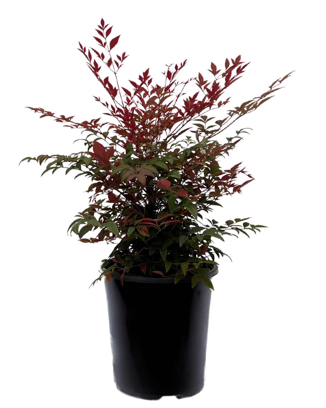 Nandina Domestica Obsession