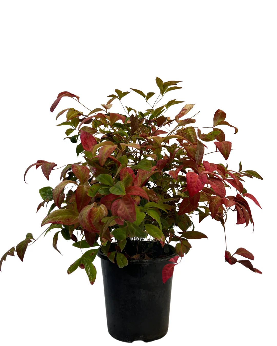 Nandina Domestica Nana Pink Camouflage