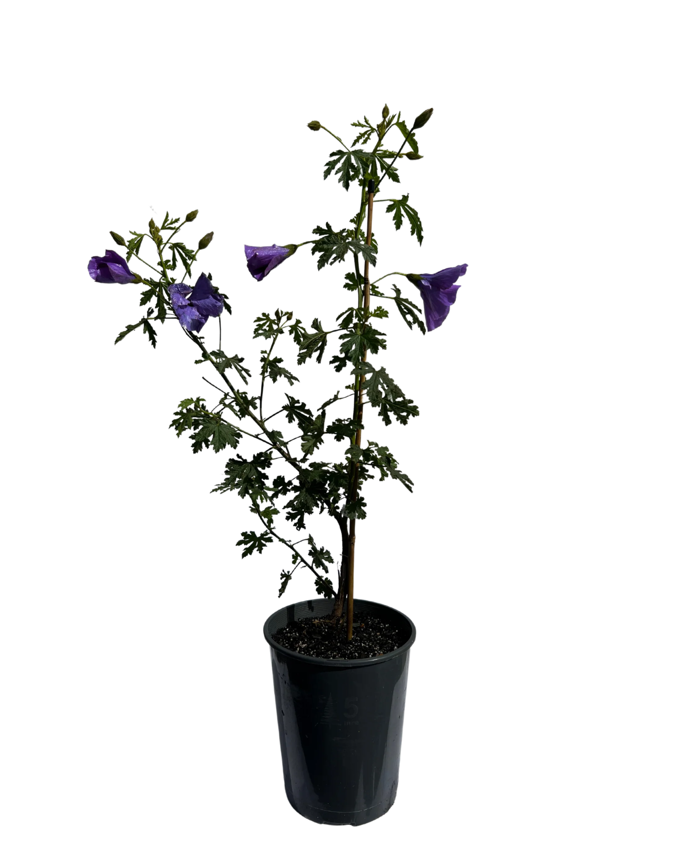 Native Hibiscus - Alyogyne West Coast Gem