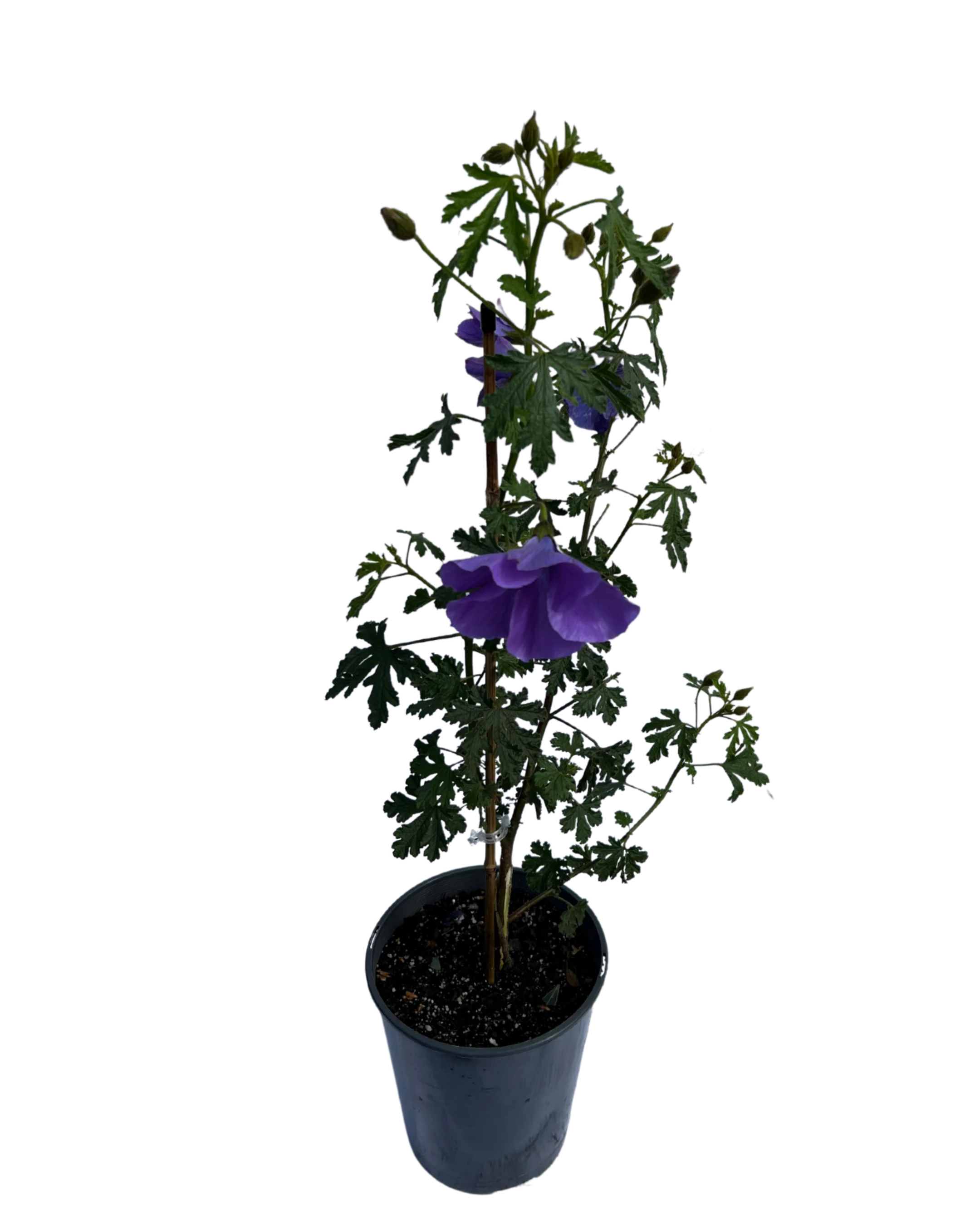 Native Hibiscus - Alyogyne West Coast Gem - Image 2