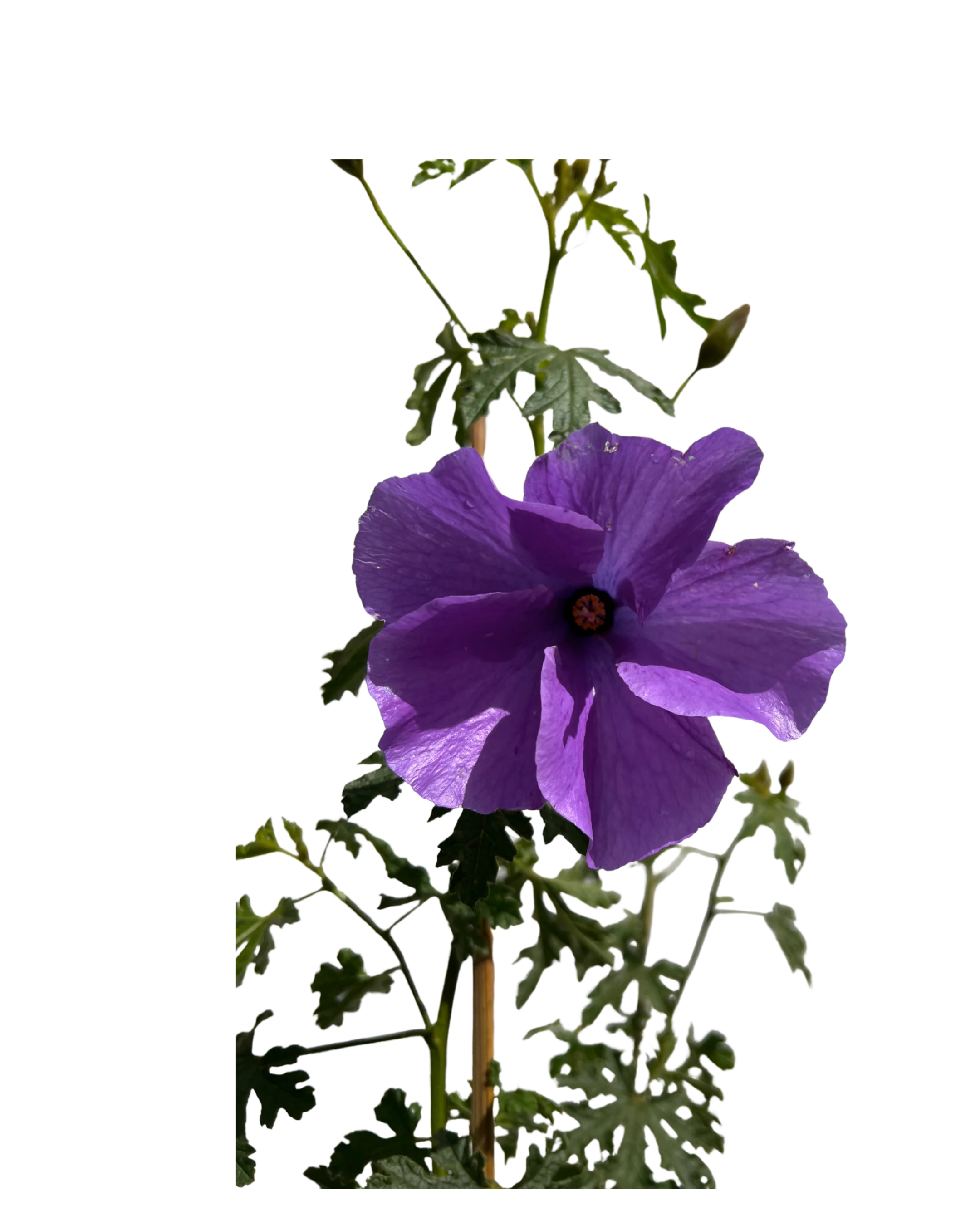 Native Hibiscus - Alyogyne West Coast Gem - Image 3