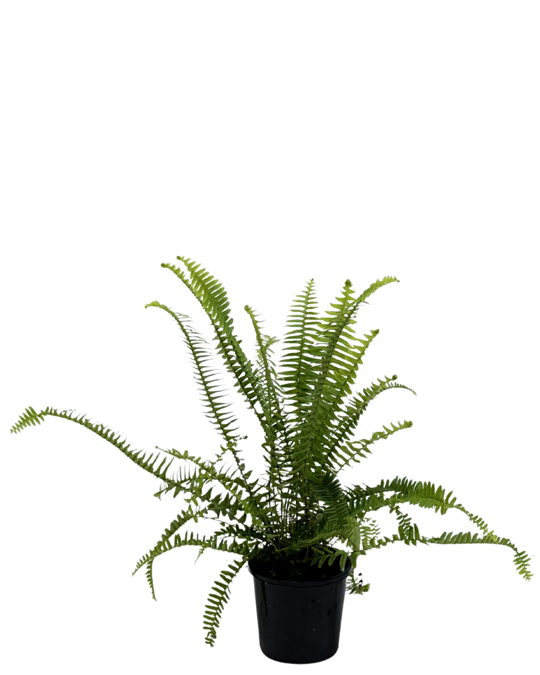Nephrolepis Boston