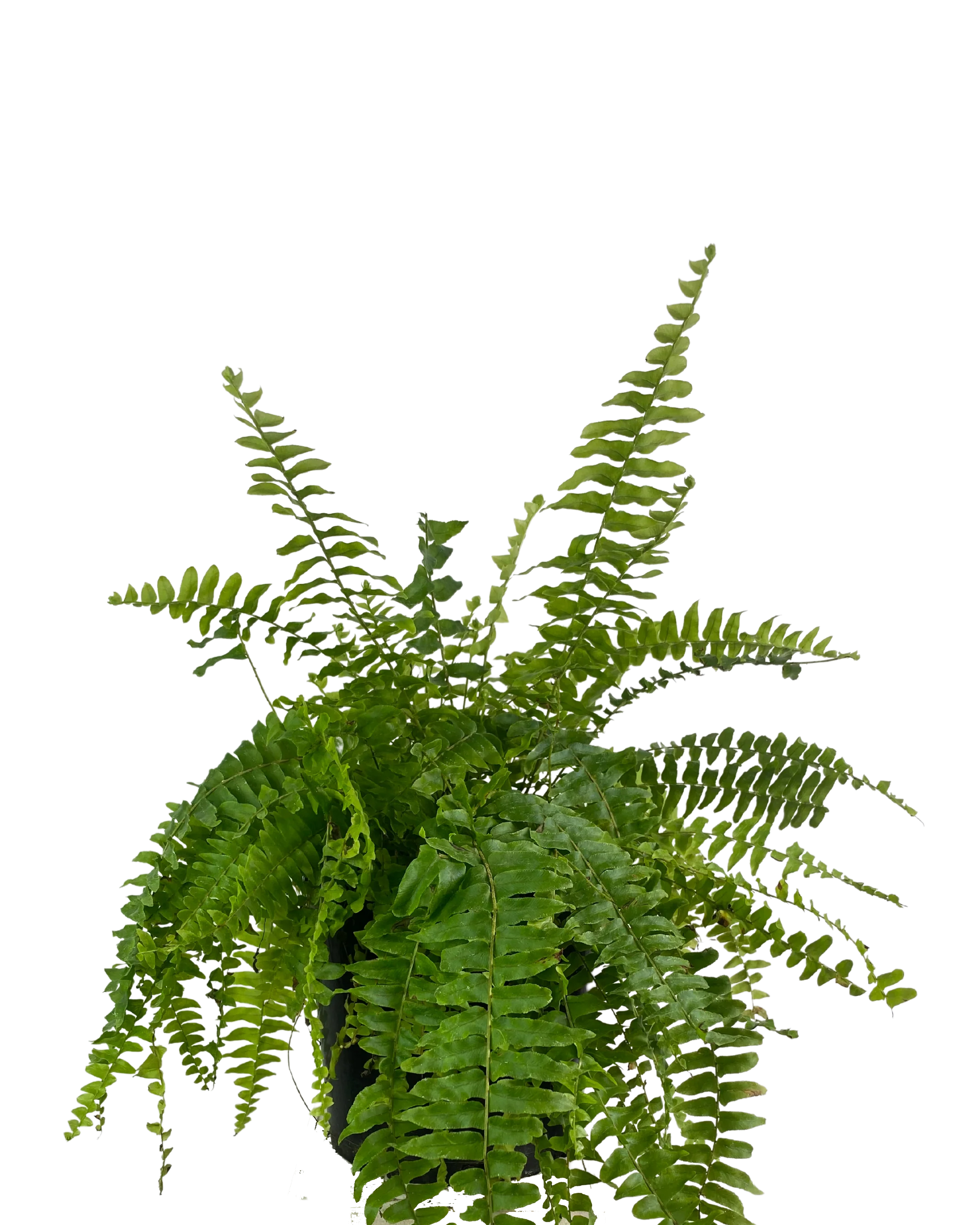 Boston Fern - Nephrolepis Exaltata Blue Bell