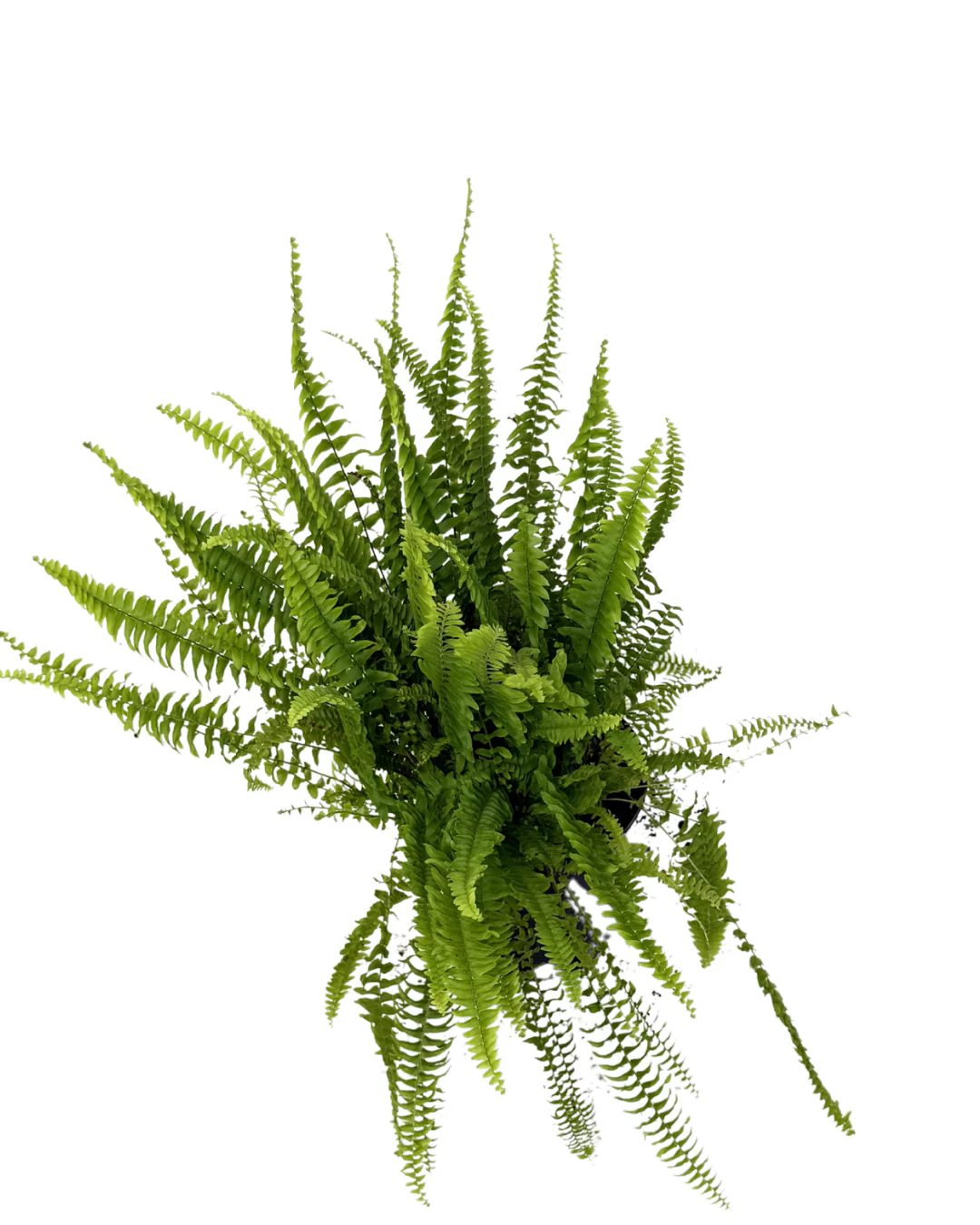Nephrolepis Boston Fern - Image 2