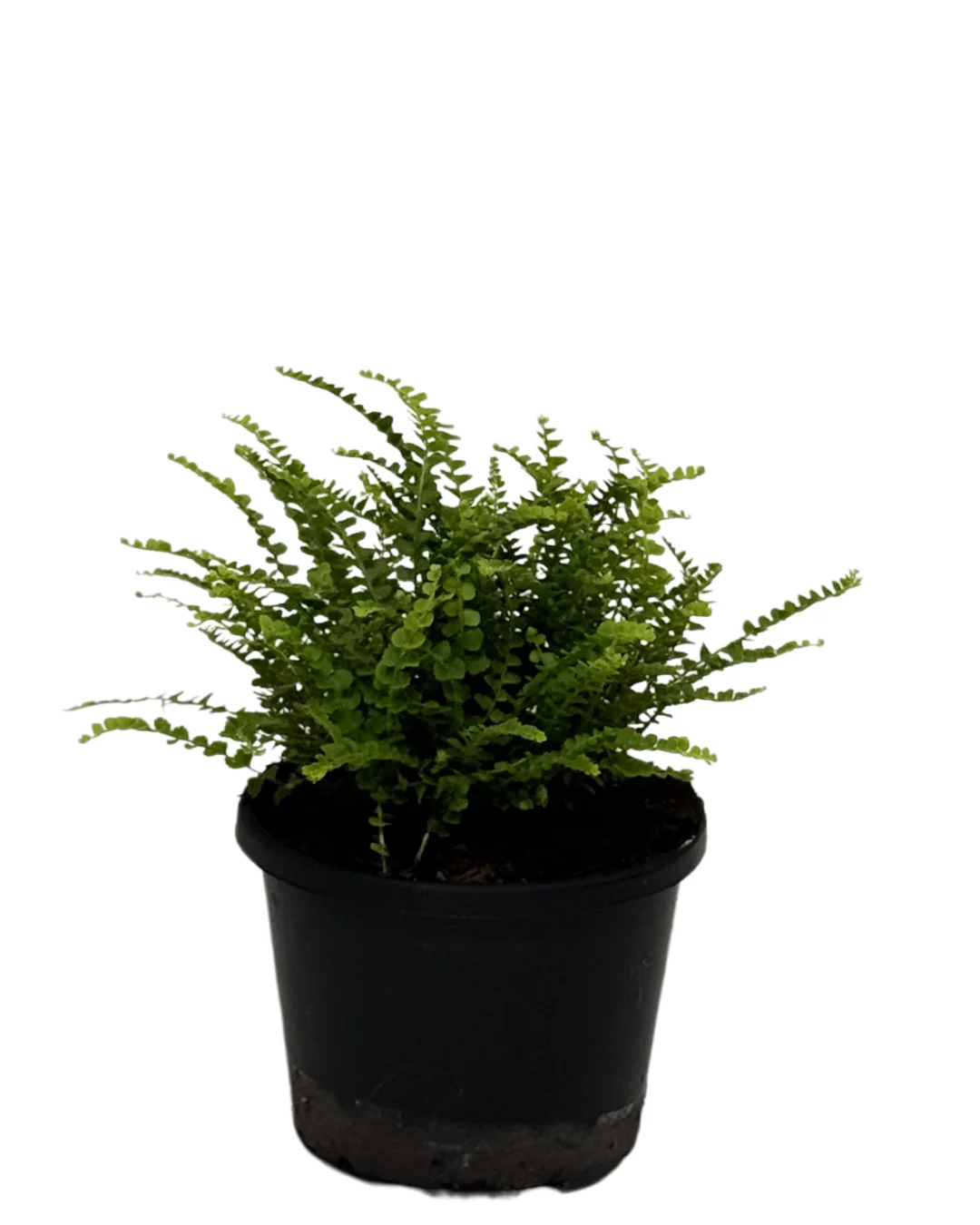 Lemon Button Fern - Nephrolepis Cordifolia Duffii