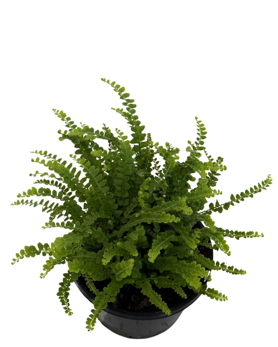 Lemon Button Fern - Nephrolepis Cordifolia Duffii - Image 2