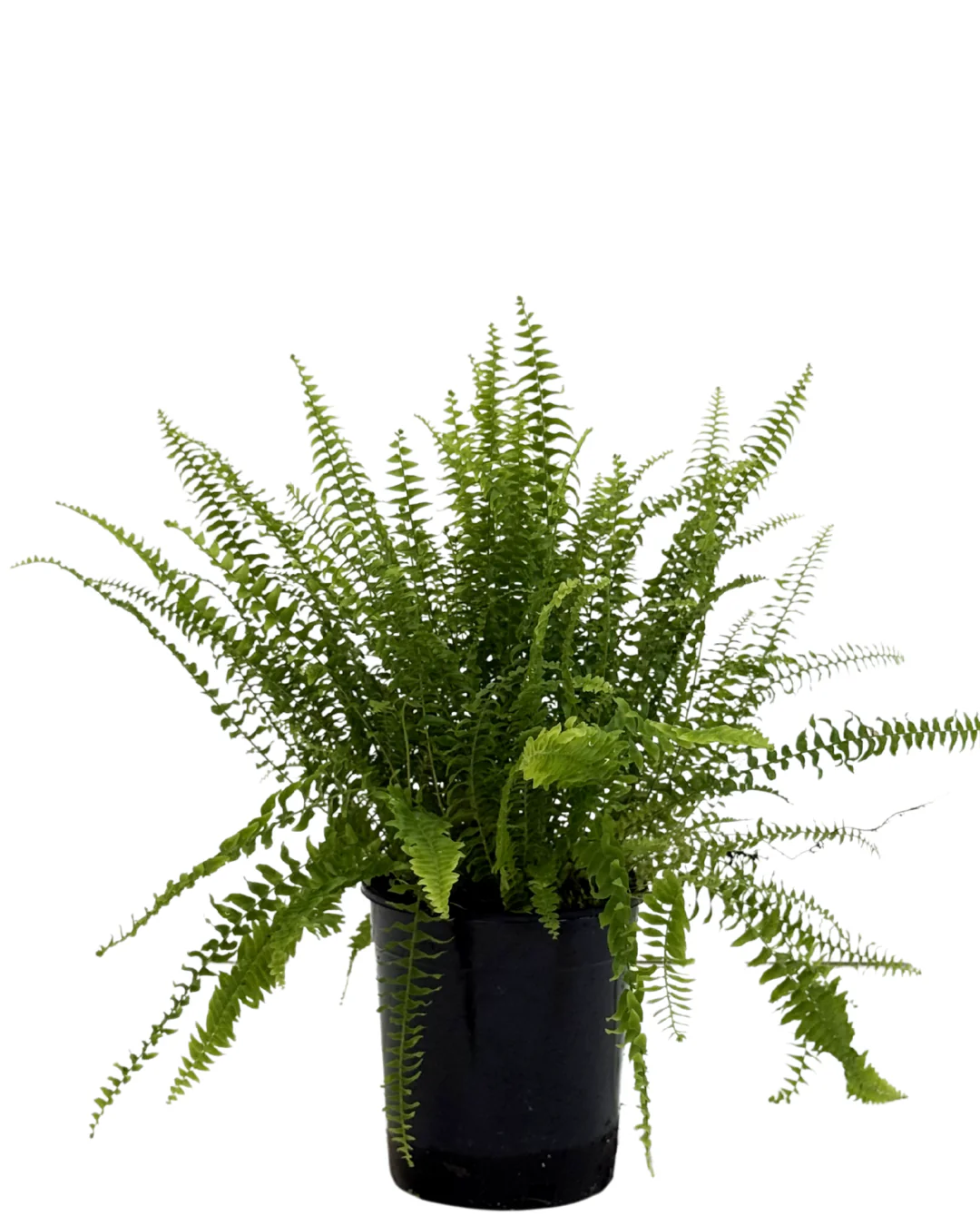 Nephrolepis Montana