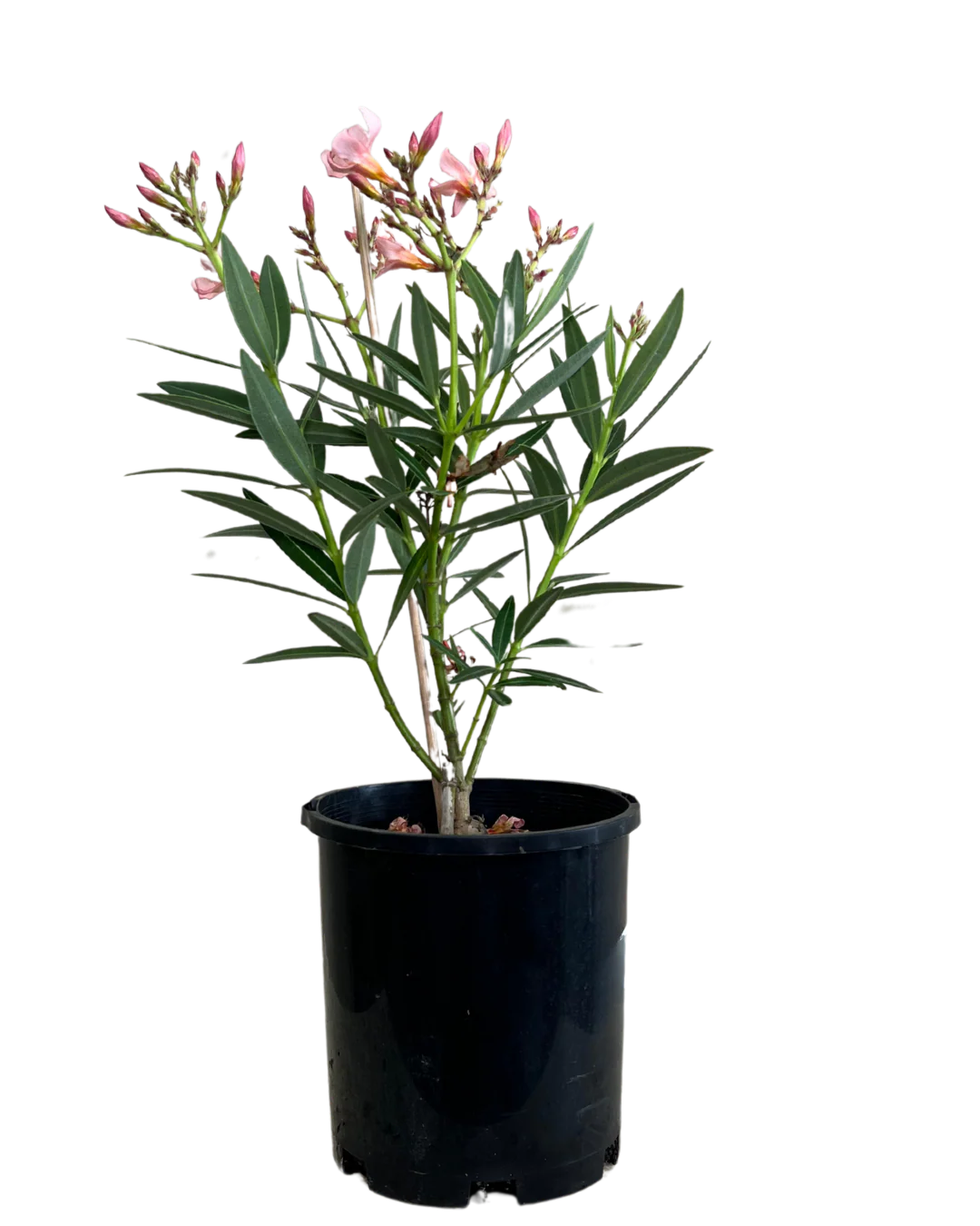 Nerium Dwarf Apricot